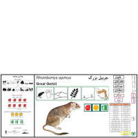 گونه جربیل بزرگ Great Gerbil